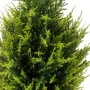 CYPRES artificiel 65 cm vert 2 tons (junipérus) - partie centrale