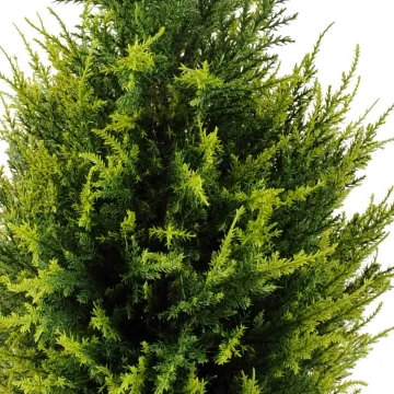 CYPRES artificiel 65 cm vert 2 tons (junipérus) - partie centrale
