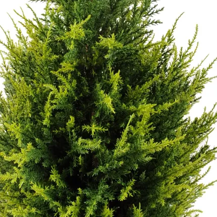 CYPRES artificiel 65 cm vert 2 tons (junipérus) - partie centrale