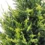CYPRES artificiel 65 cm vert 2 tons (junipérus) - feuillage