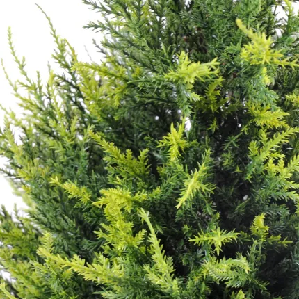 CYPRES artificiel 65 cm vert 2 tons (junipérus) - feuillage