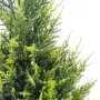 CYPRES artificiel 65 cm vert 2 tons (junipérus) - coté