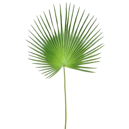 feuille PALMIER CAMERUS 120 et 150 cm - entier