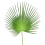 feuille PALMIER CAMERUS 120 et 150 cm