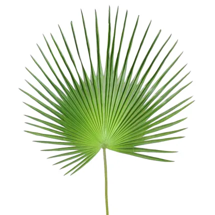 feuille PALMIER CAMERUS 120 et 150 cm