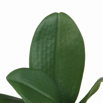 détail Feuilles de PHALAENOPSIS artificielle  25 cm