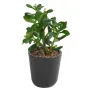 CRASSULA artificiel JADE 30 cm de face