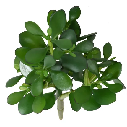 CRASSULA artificiel JADE 30 cm