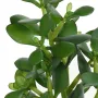 feuilles CRASSULA artificiel JADE 30 cm
