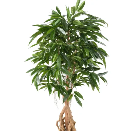 FICUS  artificiel LONGIFOLIA  racine 180 cm - feuillage