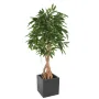 FICUS  artificiel LONGIFOLIA  racine 180  cm en pot carré
