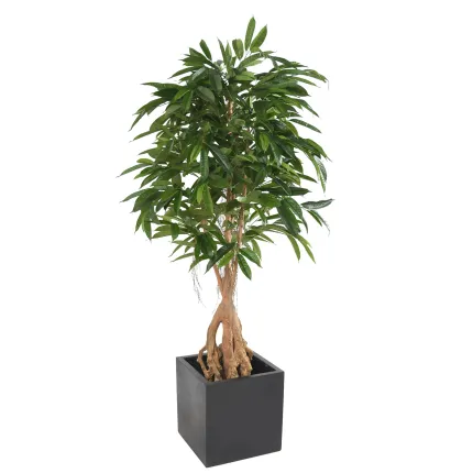 FICUS  artificiel LONGIFOLIA  racine 180  cm en pot carré