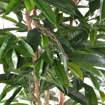 FICUS  artificiel LONGIFOLIA  racine 180 ou 210 cm - feuilles