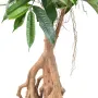 FICUS  artificiel LONGIFOLIA  racine 180 ou 210 cm - racines