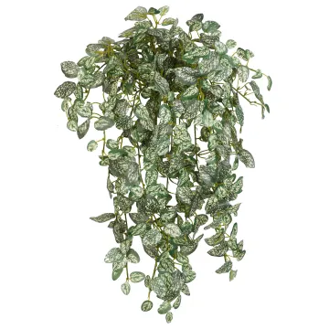 HYPOESTES mini artificiel vert 50 cm