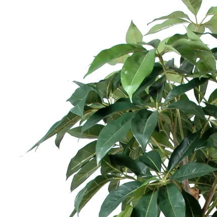 SCHEFFLERA artificiel actinophylla 150 à 210 cm - feuillage