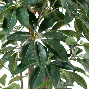 feuilles SCHEFFLERA artificiel actinophylla 150 à 210 cm