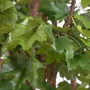 PLATANE artificiel TETE  260 cm - feuilles