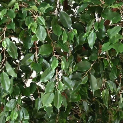 FICUS artificiel GEANT TREE 350 et 650 cm - feuilles