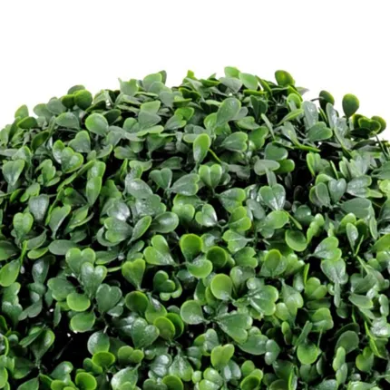 BUIS BOULE 28 à 45 cm - feuilles