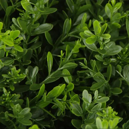 feuilles BUIS artificiel BOULE PF de 35 à 80 cm