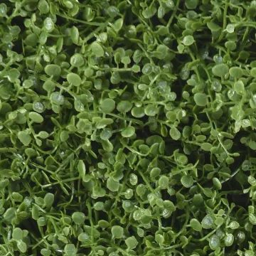 HELIXINE  PLAQUE 31 cm x 31 cm - gros plan