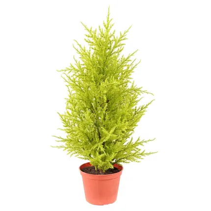 CYPRES artificiel MINI JAUNE VERT  55 cm ( Juniperus)