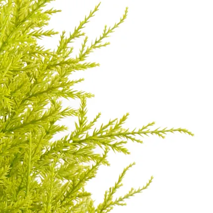 CYPRES artificiel MINI JAUNE VERT  55 cm ( Juniperus) - brins détails