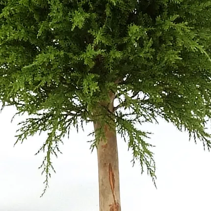 CYPRES artificiel ARBRE 120cm à 180cm