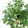 CRASSULA artificiel LARGE  65 cm - branchage