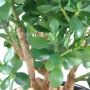 CRASSULA artificiel LARGE  65 cm - feuilles