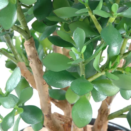 CRASSULA artificiel LARGE  65 cm - feuilles