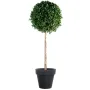 LAURIER BOULE  hteur 250 cm Diam 120 cm - en pot