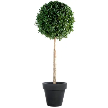 LAURIER BOULE  hteur 250 cm Diam 120 cm - en pot