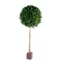 LAURIER BOULE  hteur 250 cm Diam 120 cm