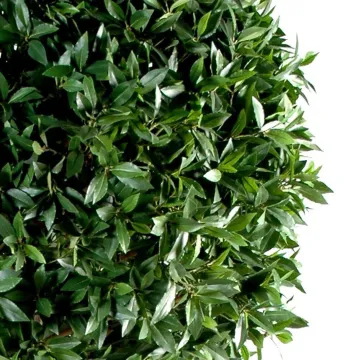 LAURIER BOULE  hteur 250 cm Diam 120 cm - feuilles
