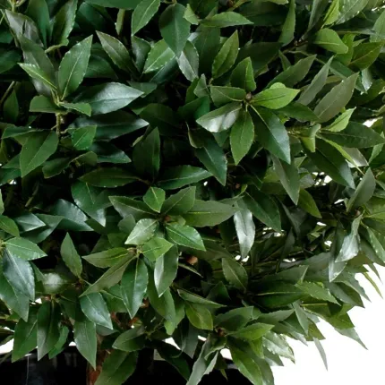 LAURIER artificiel BOULE LUXE diam 25 à 130 cm