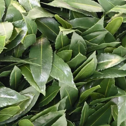 HAIE artificielle LAURIER Hauteur 100 cm Largeur 110 cm - feuilles