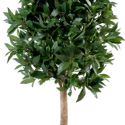 LAURIER artificiel PYRAMIDE LUXE  180cm