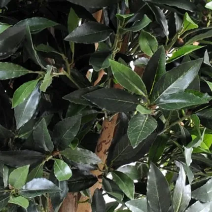 feuilles LAURIER artificiel Boule Luxe diam 90 cm ht 180 cm