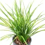 Herbe JUNCUS artificielle 50 cm - détails feuilles