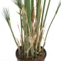 PAPYRUS artificiel CYPERUS 125 cm - base