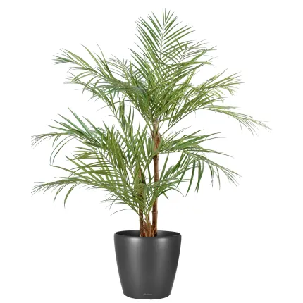 ARECA artificiel PALM 3 troncs 170 cm
