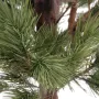 PIN artificiel d'AUTRICHE Tête 170 cm - épines