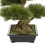 BONSAI artificiel PIN 70 cm - tronc