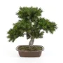 BONSAI pin artificiel  48 cm