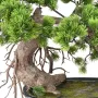 BONSAI artificiel PIN 37 cm - tronc