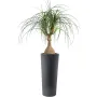 BEAUCARNEA artificiel  75 cm - dans un pot haut