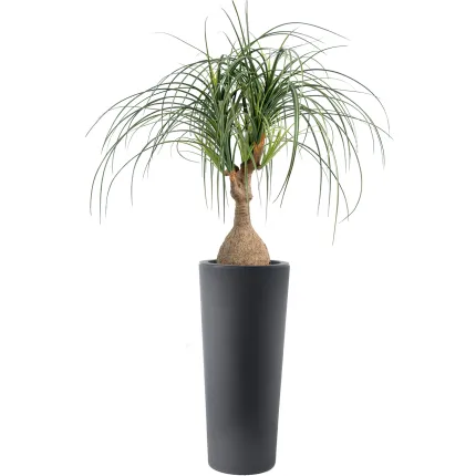 BEAUCARNEA artificiel  75 cm - dans un pot haut