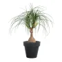 BEAUCARNEA artificiel  75 cm - dans un pot